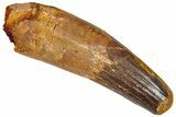 Fossil Spinosaurus Tooth - Feeding Worn Tip #365617-1
